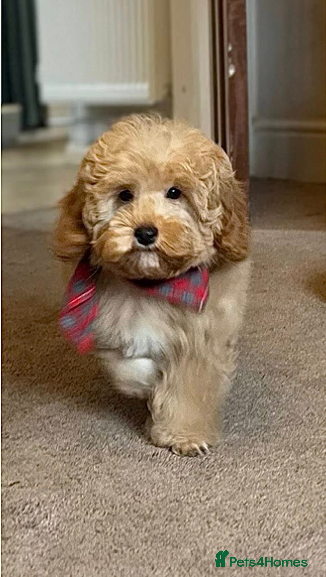 Cockapoo dogs for sale: Barnaby F1b Golden Cockapoo Boy - Ready Now  - Image 2