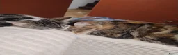 American Shorthair cats for sale: Beautiful playful male kitten for sale. - Advert 6