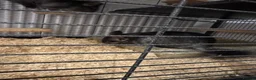 Chinchilla rodents for sale: Bonded Male Chinchillas (3 Yrs) + Everything in York - Advert 5