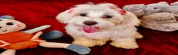 Maltipoo dogs for sale: STUNNING MALTIPOO GIRLS READY TO LEAVE NOW!  - Advert 7