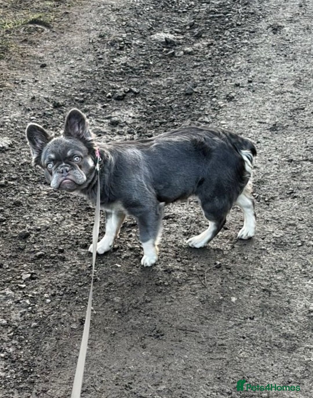 French Bulldog dogs for sale: Blue fluffy frenchie  - Advert 2