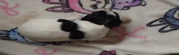 Sprocker dogs for sale: Beautiful sprockers for sale  - Advert 10