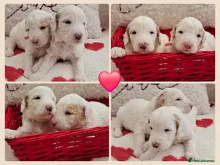 Australian Labradoodle dogs AUSTRALIAN LABRADOODLES❣️HEALTH TESTED PARENTS 🐾 - Advert 12