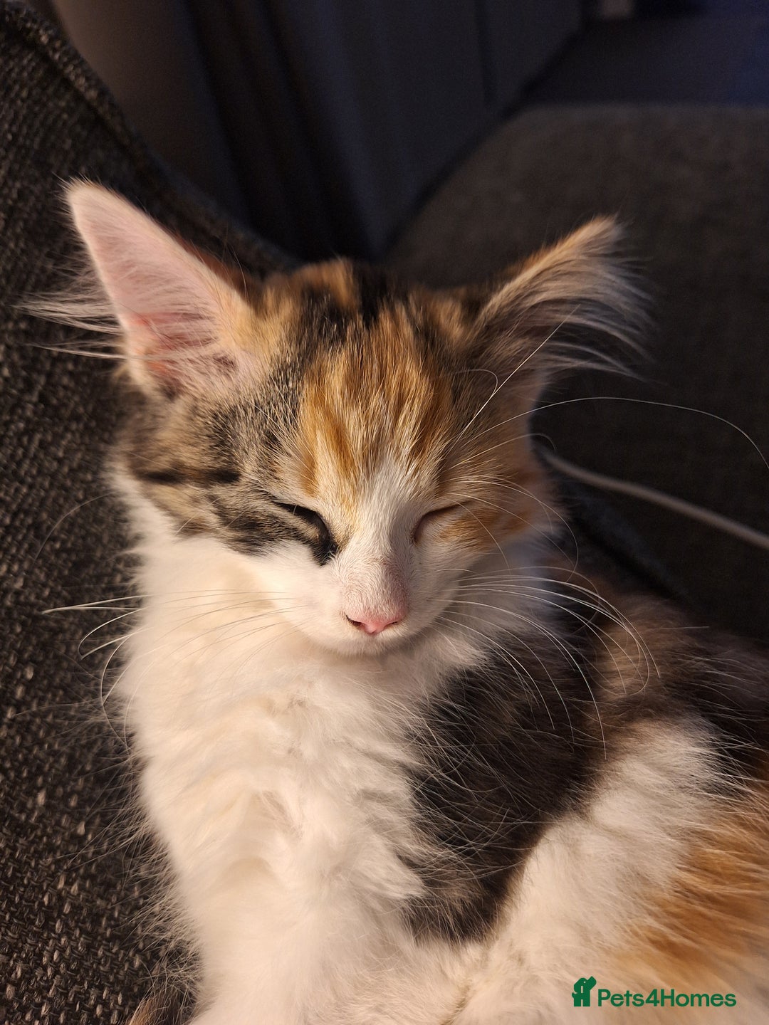 Mixed Breed cats for sale: Stunning long haired Calico girl - Image 2