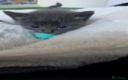 British Shorthair cats for sale: 3 beautiful kittens - Image 4