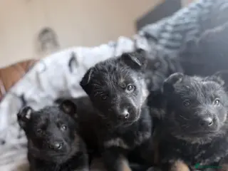 German Shepherd dogs Beautiful puppies for sale - Advert 5