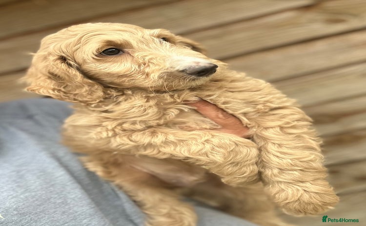 Goldendoodle dogs - Advert 1