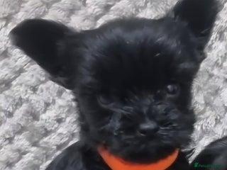 Yorkshire Terrier dogs Yorkshire Terrier - Advert 8