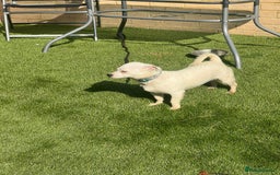 Mixed Breed dogs for sale: Chihuahua x Jack Russell  in Sevenoaks - Image 4