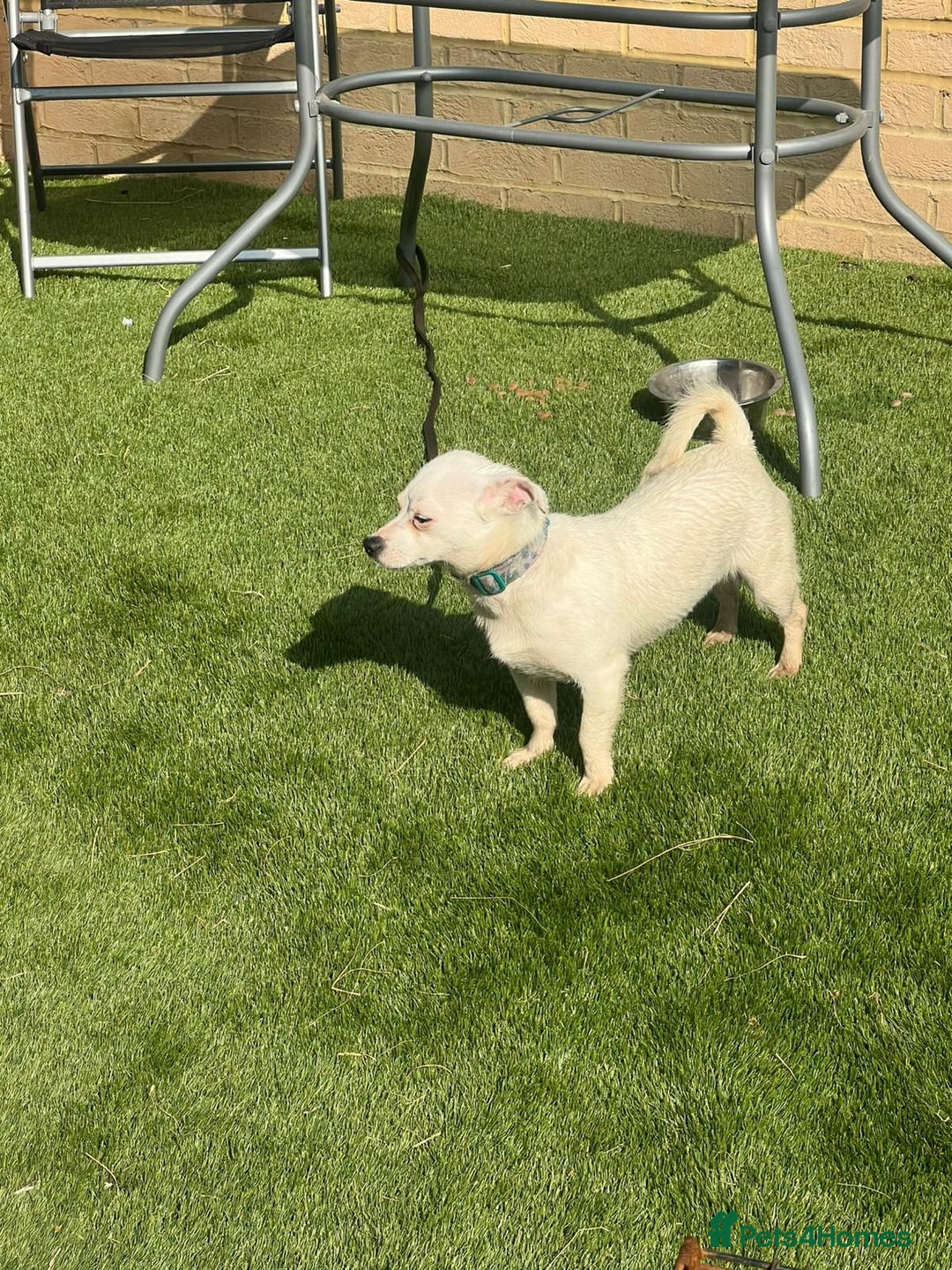 Mixed Breed dogs for sale: Chihuahua x Jack Russell  in Sevenoaks - Image 4