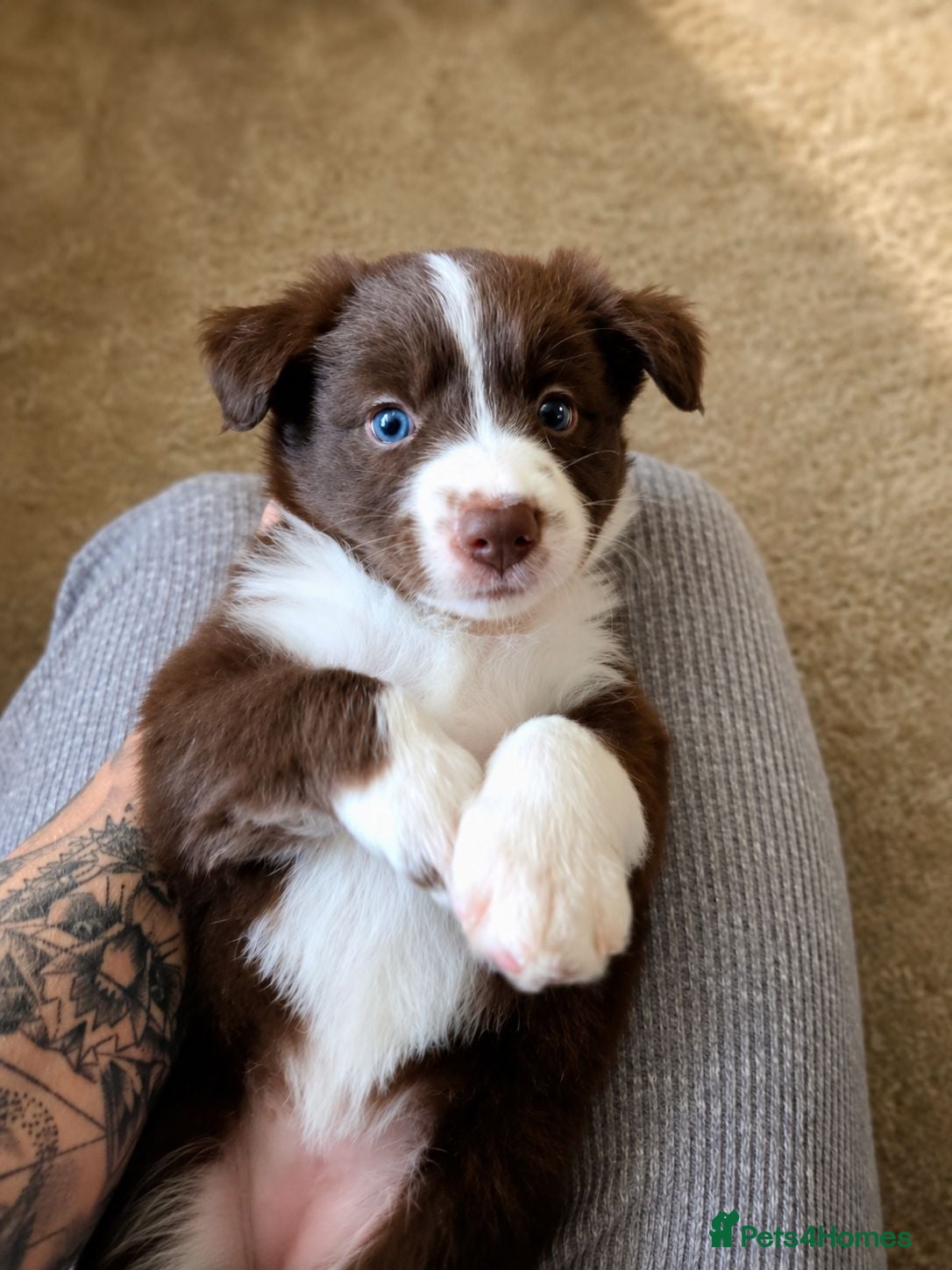 Border Collie dogs BORDER COLLIE PUPPIES – BEAUTIFUL LITTER OF 9  - Advert 5