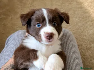 Border Collie dogs BORDER COLLIE PUPPIES – BEAUTIFUL LITTER OF 9 - Advert 5