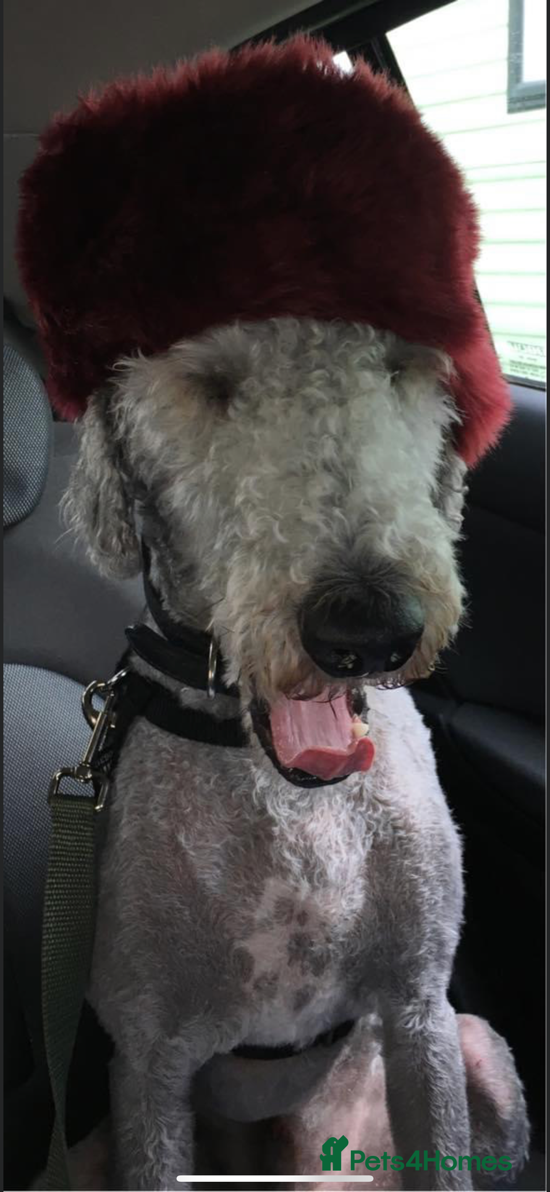 Mixed Breed dogs for sale: Beautiful Bedlington/Greyhound Cross  - Advert 14