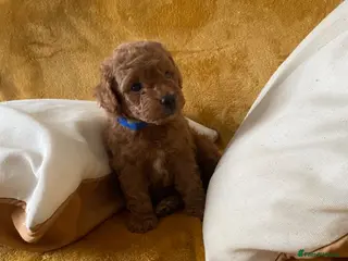 Toy Poodle dogs Toy poodle puppies - Advert 4