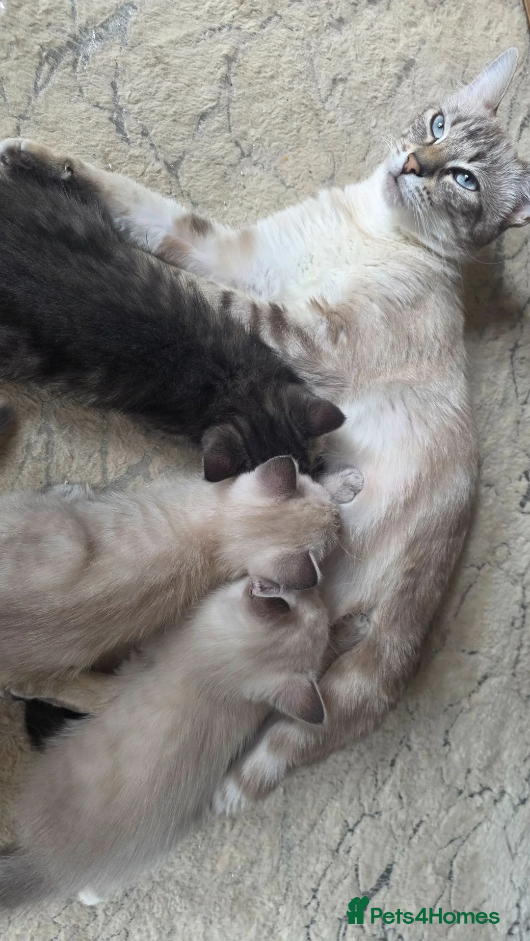 Ragdoll cats for sale: Ragdoll cross kittens  - Advert 1