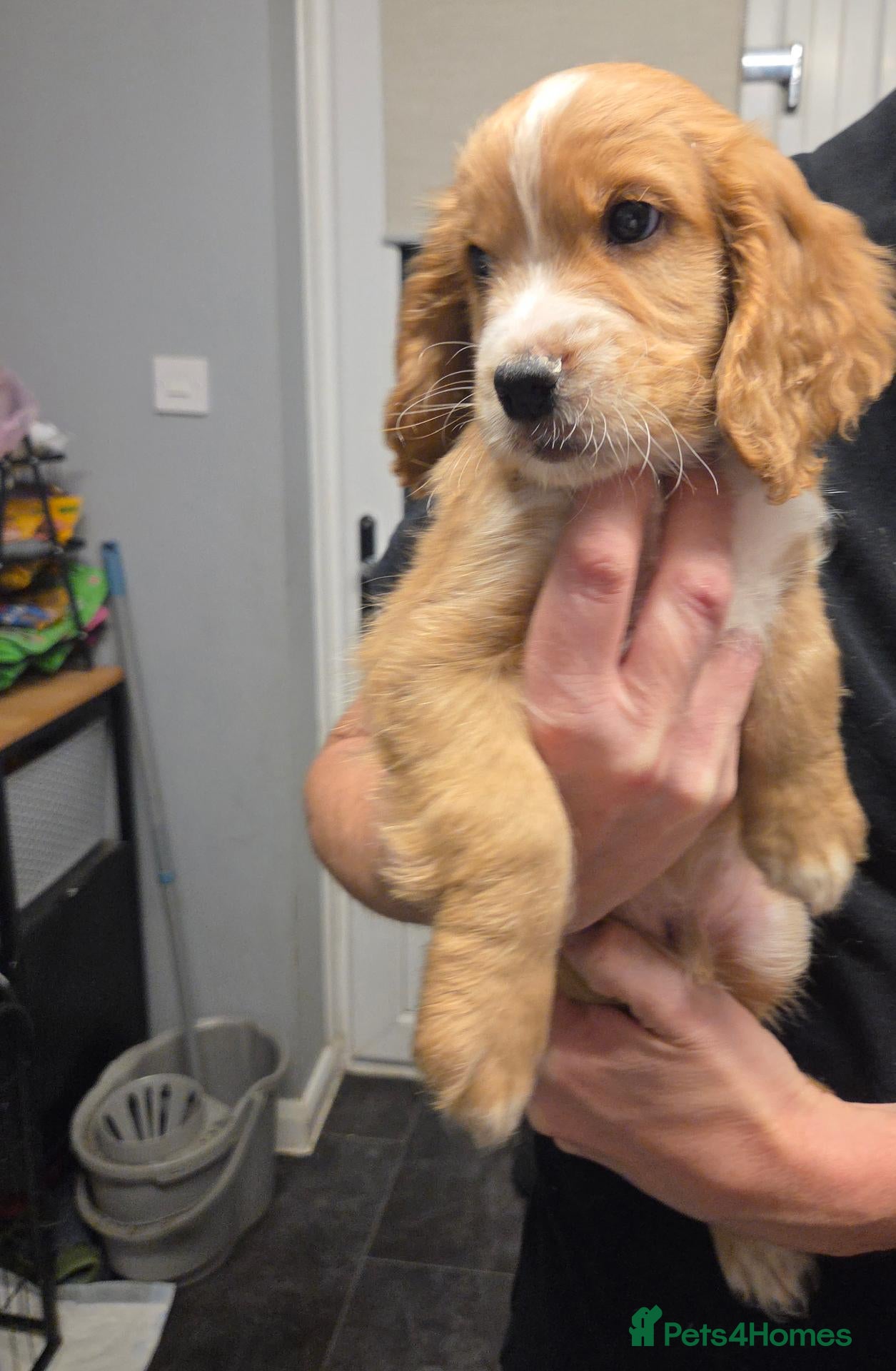 Cocker Spaniel dogs for sale: Vet checked Beautiful litter male cocker spaniels  - Advert 4