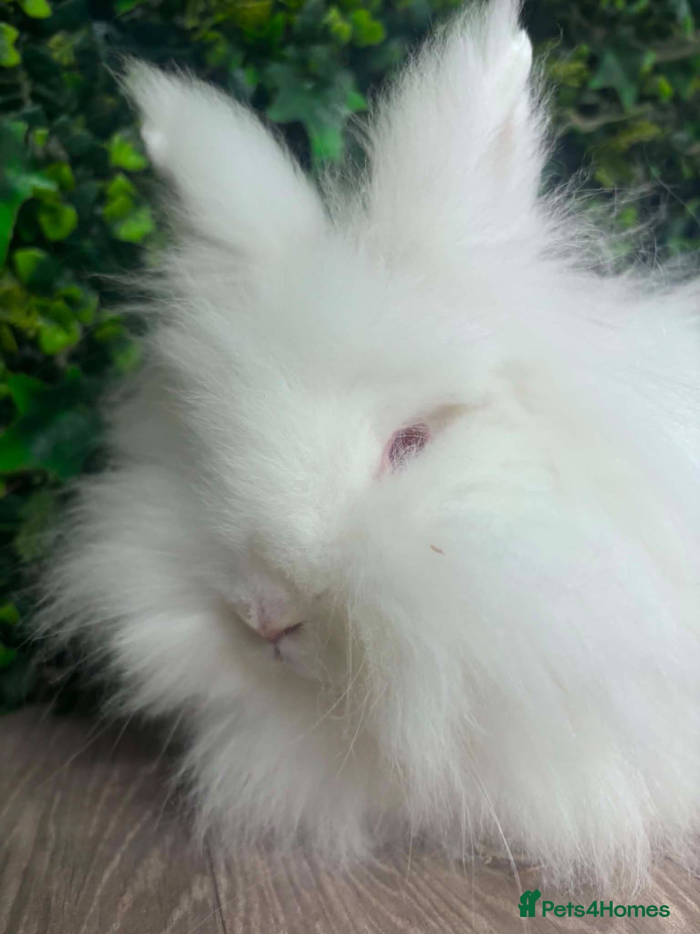 Mini Lop rabbits Adult Lionheads looking for homes  - Advert 2