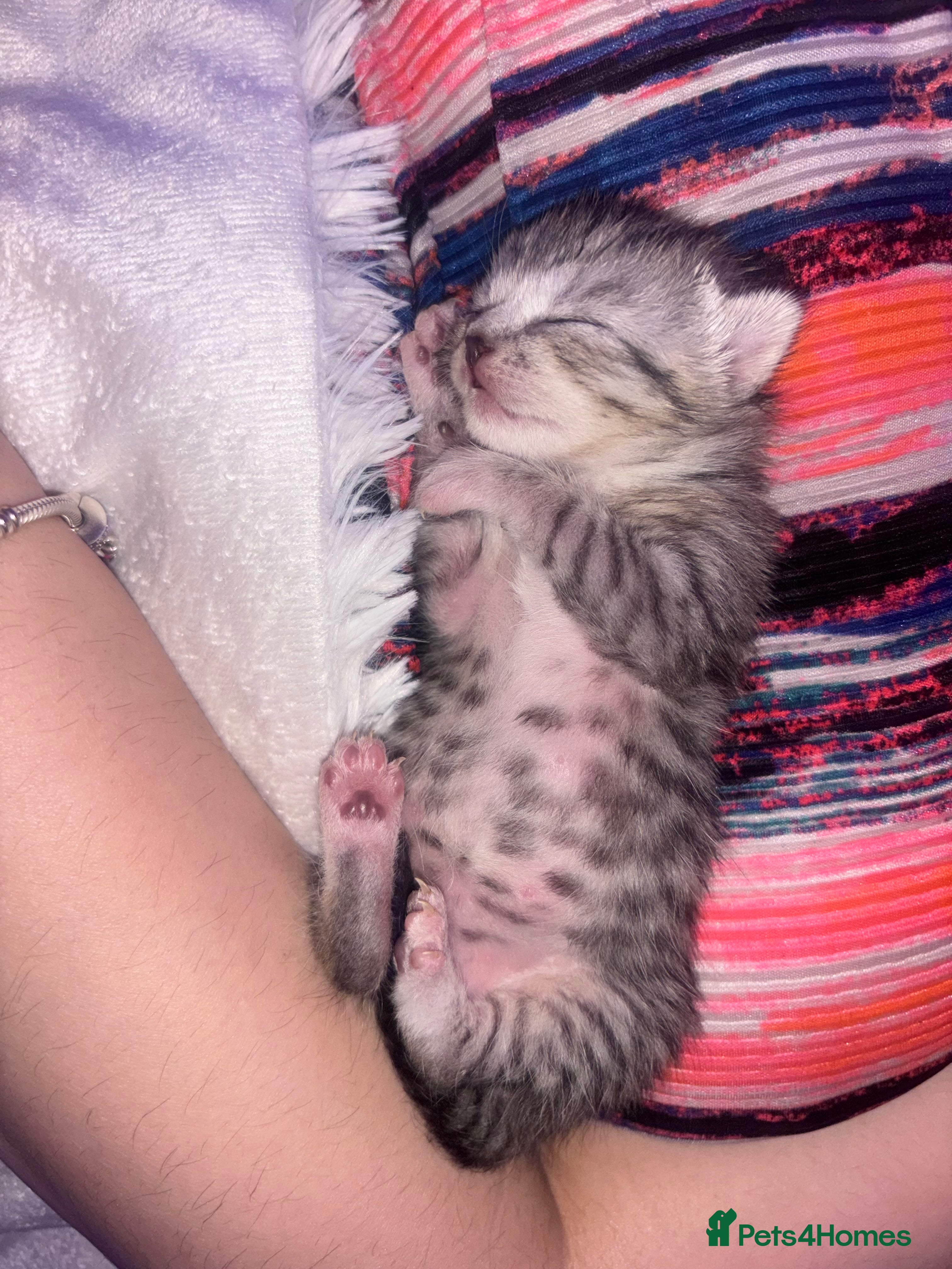 Scottish Fold cats Adorable Scottish Straight Kittens 🥰 - Advert 7