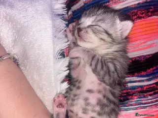 Scottish Fold cats Adorable Scottish Straight Kittens 🥰 - Advert 7