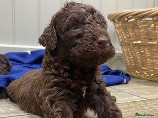 Lagotto Romagnolo dogs Lagotto romagnolo Puppies - Advert 6