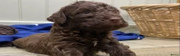 Lagotto Romagnolo dogs for sale: Lagotto romagnolo Puppies  - Advert 16