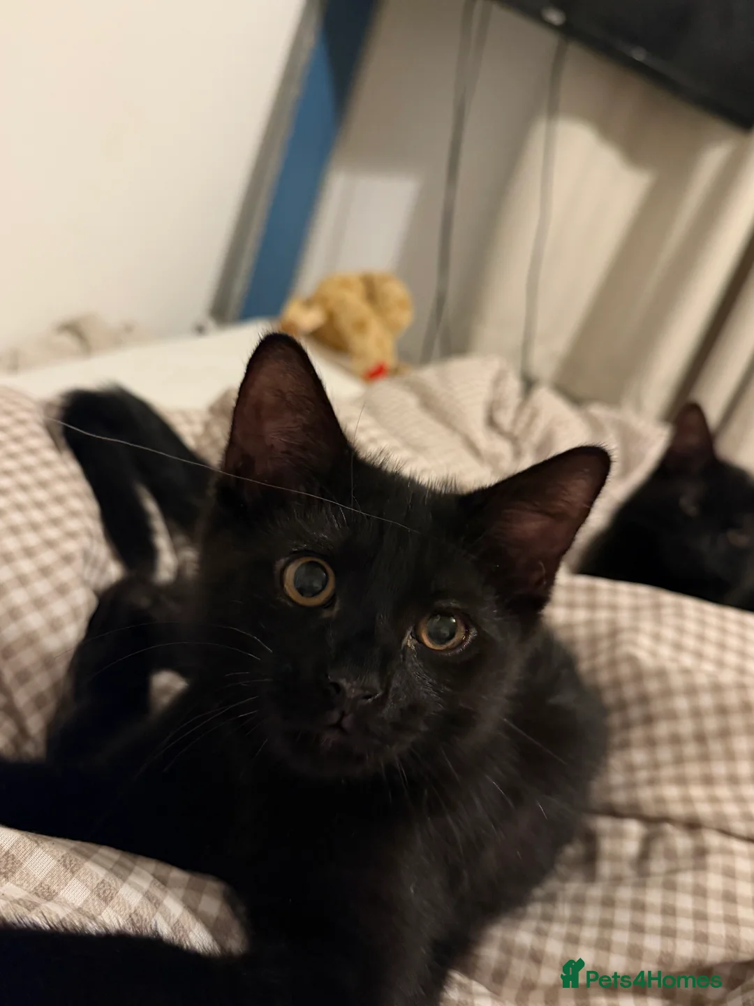 Mixed Breed cats for sale: Beautiful Black Mixed Breed Kittens - Advert 2