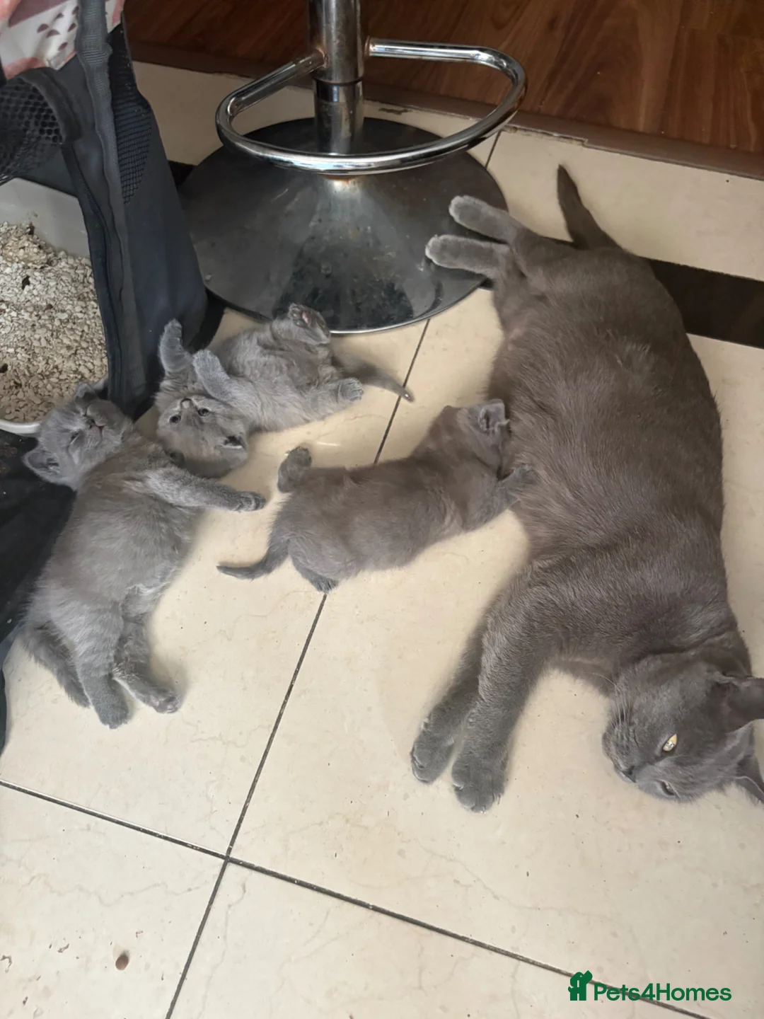 British Shorthair cats for sale: British Shorthair Kittens  - Advert 18