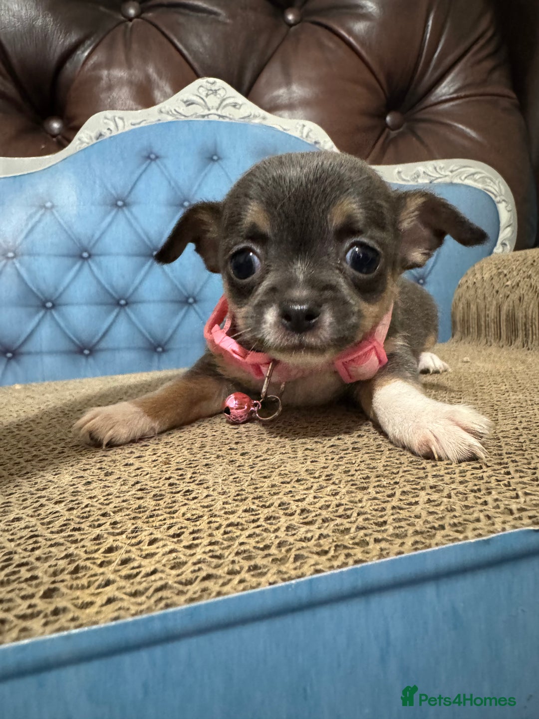 Chihuahua dogs for sale: Lilac tricolour chihuahua puppies - Image 8