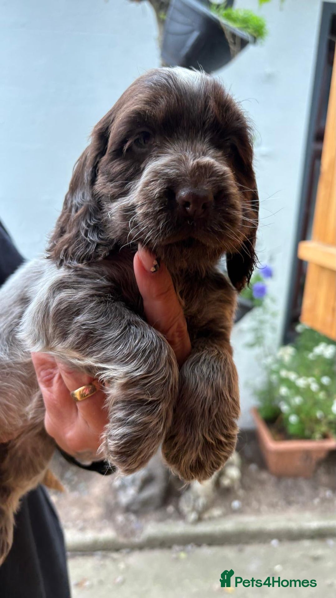 Cocker Spaniel dogs for sale: Show cocker spaniels  - Image 4