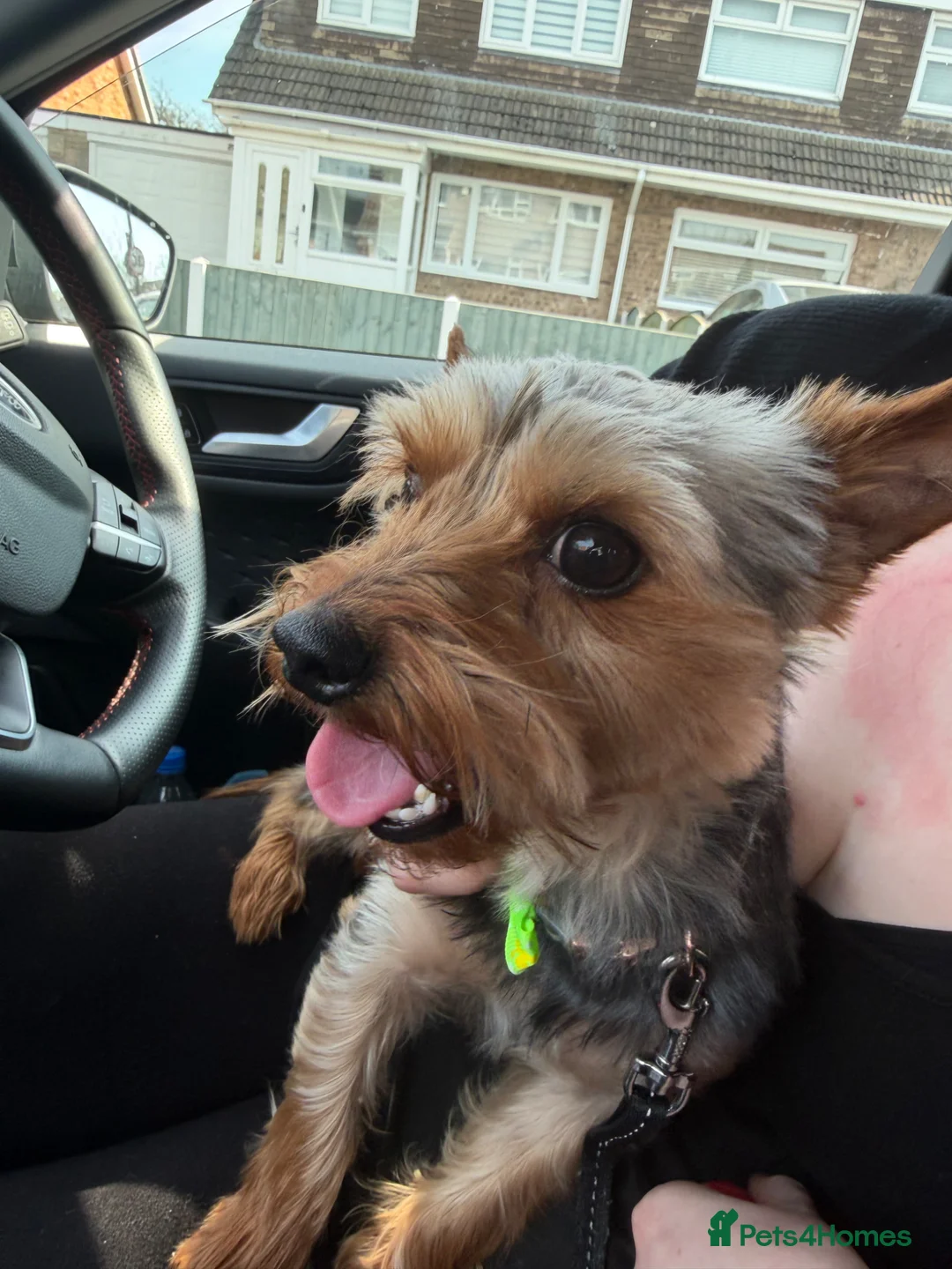 Yorkshire Terrier dogs for sale: Yorkshire terrier - Advert 7