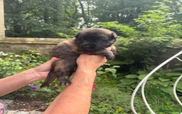 Belgian Shepherd Dog dogs for sale: Dutch shepherd puppies  - Image 24