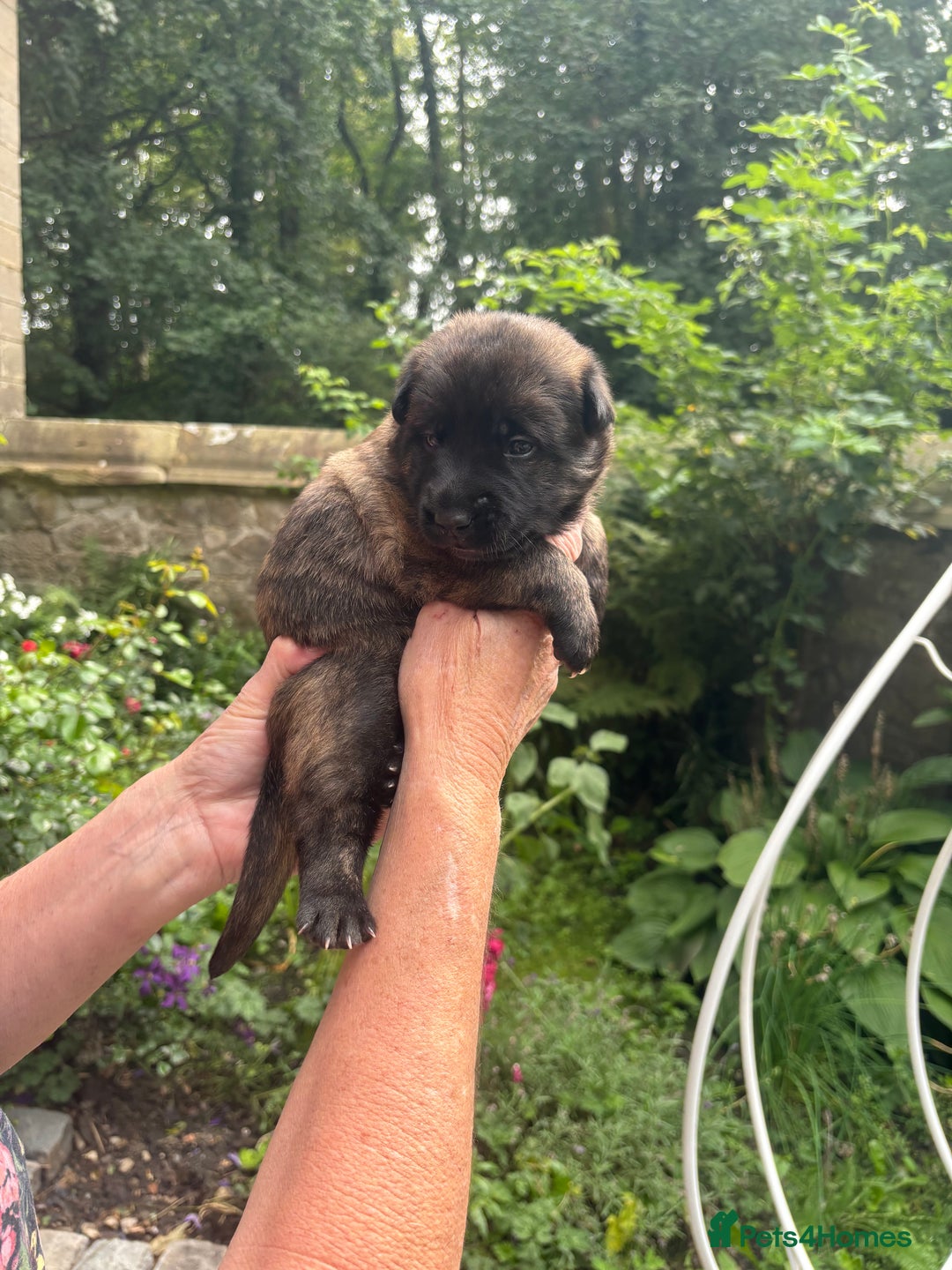 Belgian Shepherd Dog dogs for sale: Dutch shepherd puppies  - Image 24