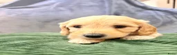Mini Goldendoodle dogs for sale: Mini Goldendoodles from Therapy dog mom - Advert 34