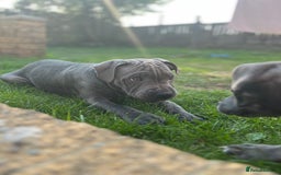 Staffordshire Bull Terrier dogs for sale: 15 WEEK KC REG BLUE STAFFORDSHIRE BULL TERRIER - Image 3