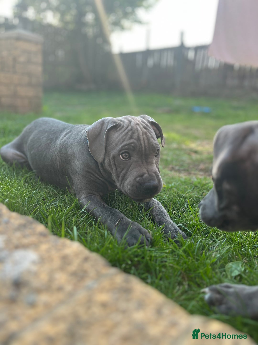 Staffordshire Bull Terrier dogs for sale: 15 WEEK KC REG BLUE STAFFORDSHIRE BULL TERRIER - Image 3