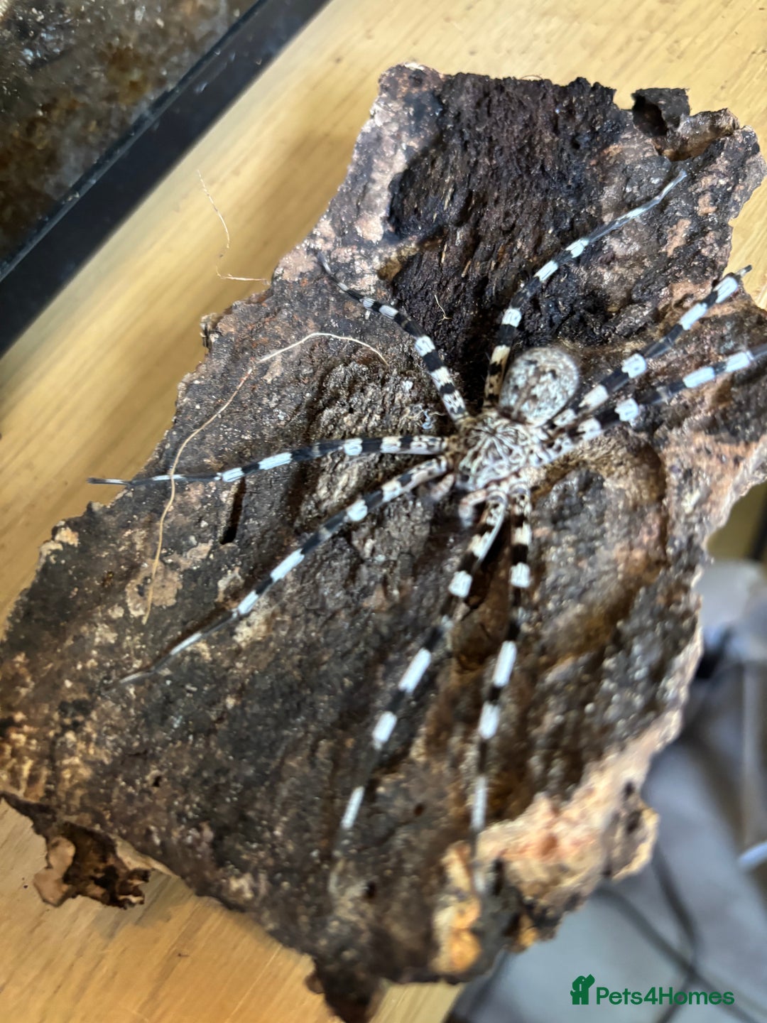 Spiders invertebrates for sale: Viridasius Fasciatus (M) Spider - Image 1