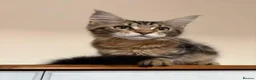 Maine Coon cats for sale: Maine Coons Kittens Ready to leave  in Salford - Advert 8