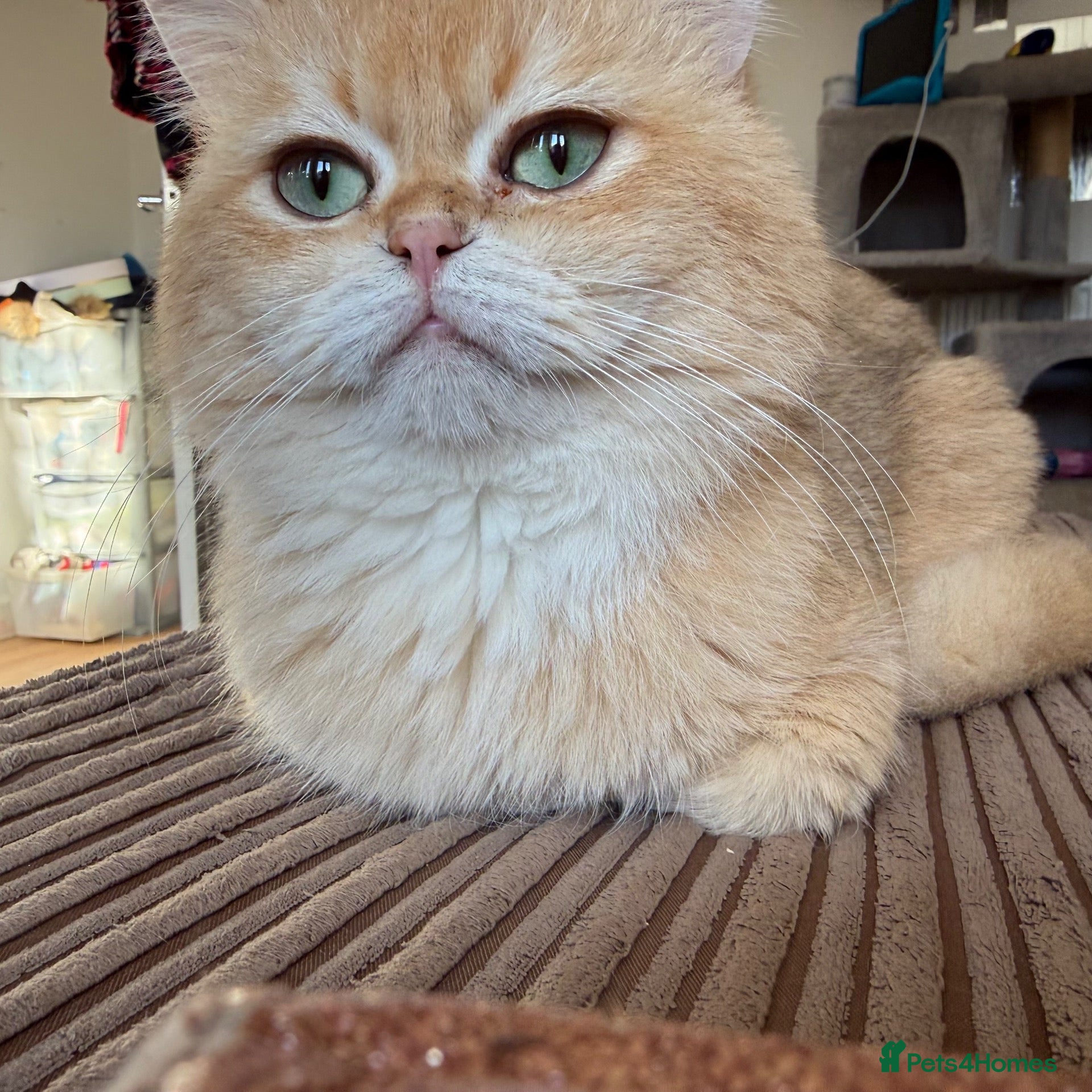 British Shorthair cats Golden chocolate British shorthair  - Advert 17