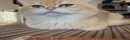British Shorthair cats for sale: Golden chocolate British shorthair  - Advert 1