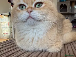 British Shorthair cats Golden chocolate British shorthair - Advert 1
