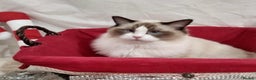 Ragdoll cats for stud: RAGDOLL GCCF STUD CHUNKY BIG BOY MILTON KEYNES in Milton Keynes - Advert 8