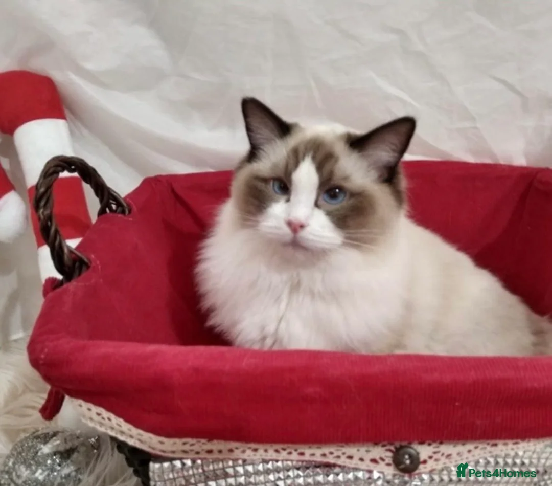 Ragdoll cats for stud: RAGDOLL GCCF STUD CHUNKY BIG BOY MILTON KEYNES in Milton Keynes - Advert 8