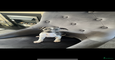 Whippet dogs - Advert 5