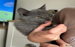 British Shorthair cats for sale: LAST MALE British shorthair kitten ready now in Sleaford - Image 10
