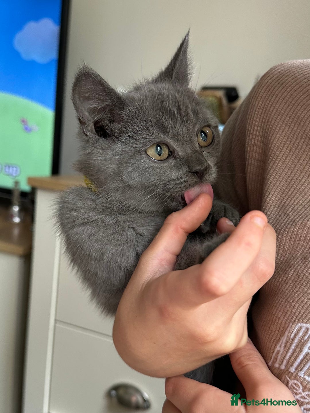 British Shorthair cats for sale: LAST MALE British shorthair kitten ready now in Sleaford - Image 10