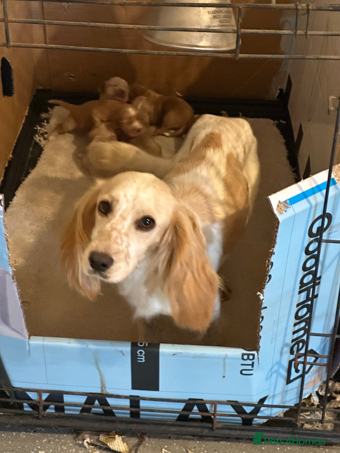 Cocker Spaniel dogs for sale: Kc cocker spaniels  - Image 7