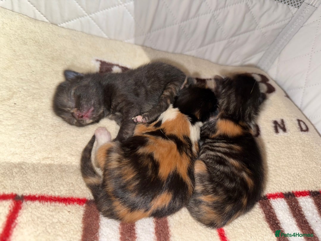 Domestic Shorthair cats for sale: Our beautiful Girl has had a litter of 3  - Image 5