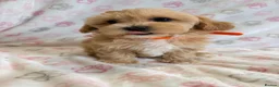 Maltipoo dogs for sale: Beautiful F1 Health Tested Maltipoo babies 💙🐾💖 - Advert 35