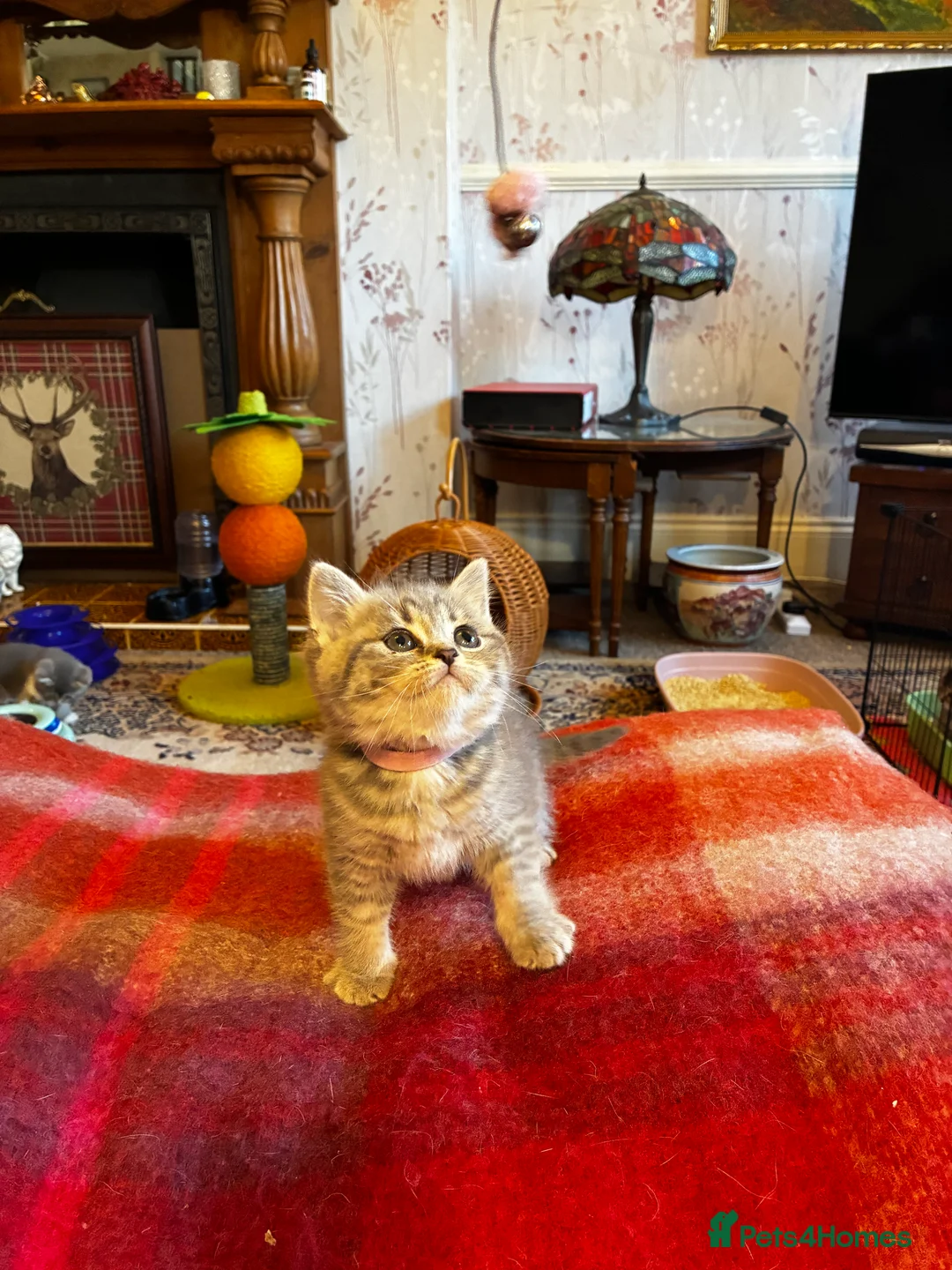 Scottish Fold cats for sale: Scottish Fold Kittens for sale - Advert 23