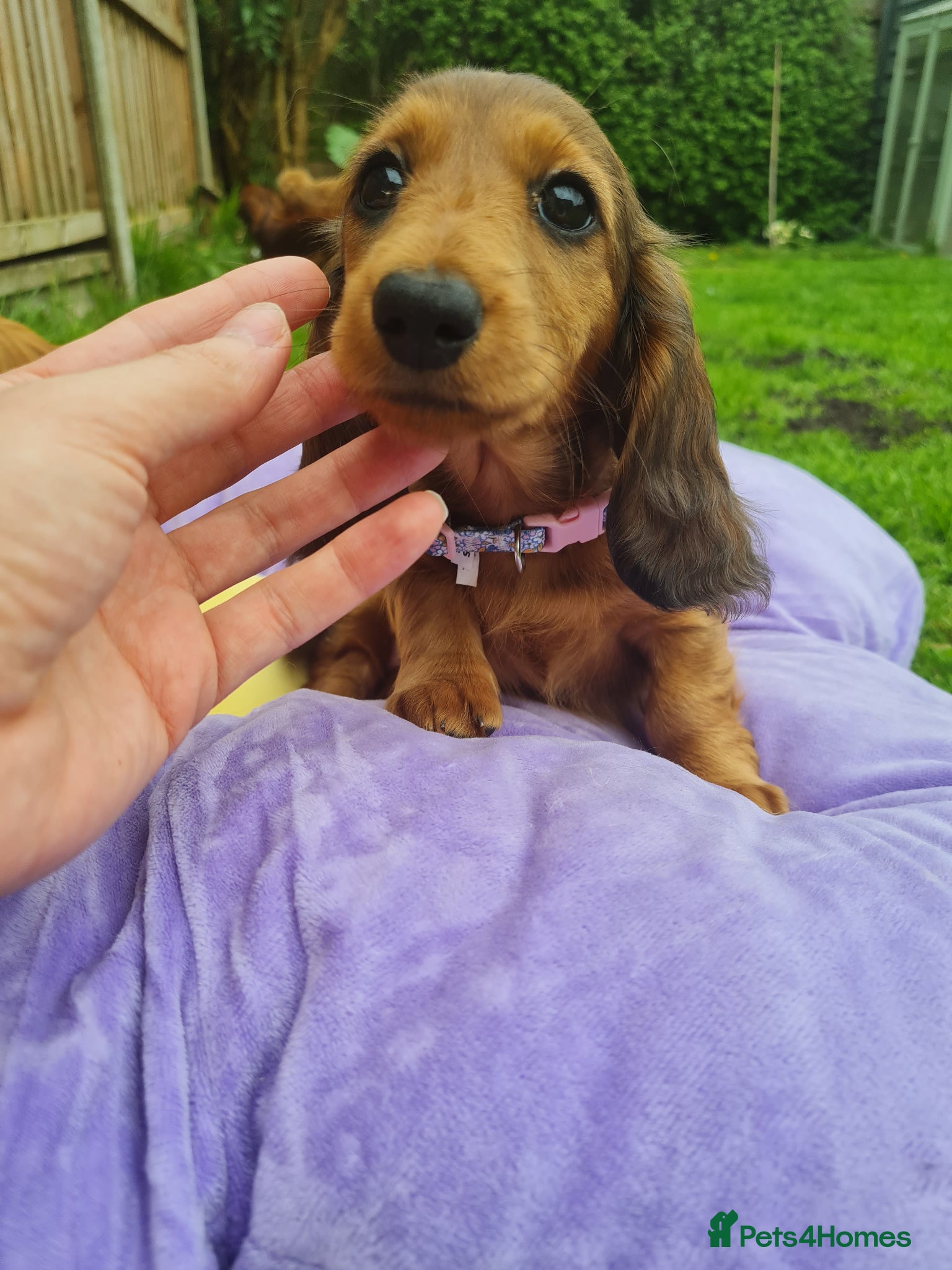 Miniature Dachshund dogs Mini Dachshund KC Reg LH Ready, champion pedigree - Advert 13